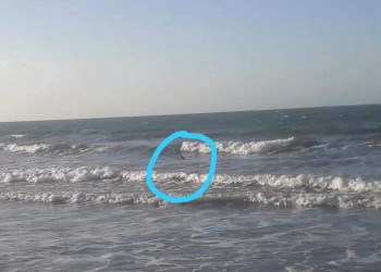 Animais filmados na Praia do Coqueiro são golfinhos e não tubarões, afirma bióloga